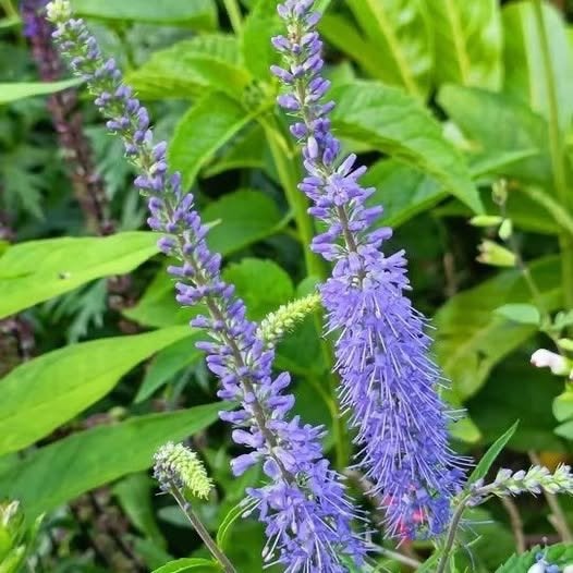 Paarse Veronica , bijen/ vlinderplant, Tuin en Terras, Planten | Tuinplanten, Volle zon, Vaste plant, Zomer, Ophalen