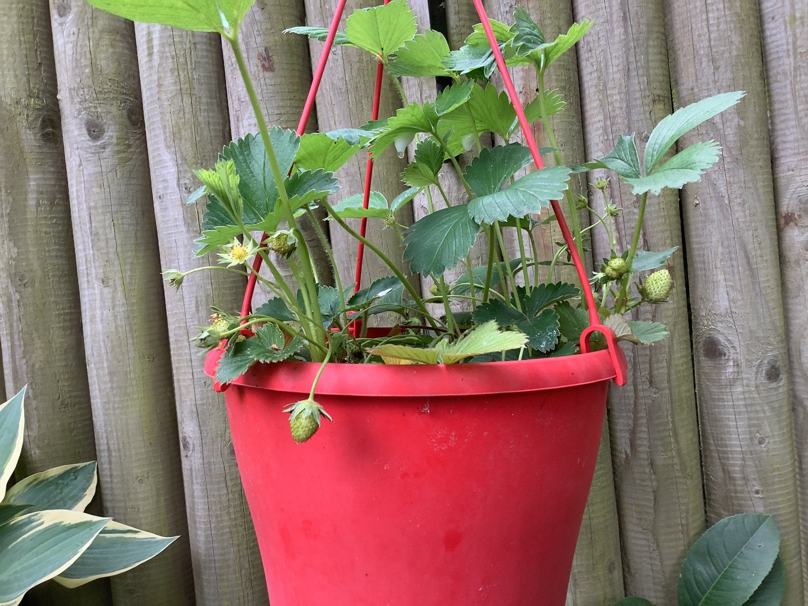 Aardbei planten, Tuin en Terras, Ophalen, Vaste plant, Fruitplanten