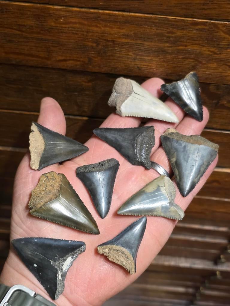 Set van 10 grote Carcharodon carcharias ( witte haai ), Verzamelen, Ophalen of Verzenden, Fossiel