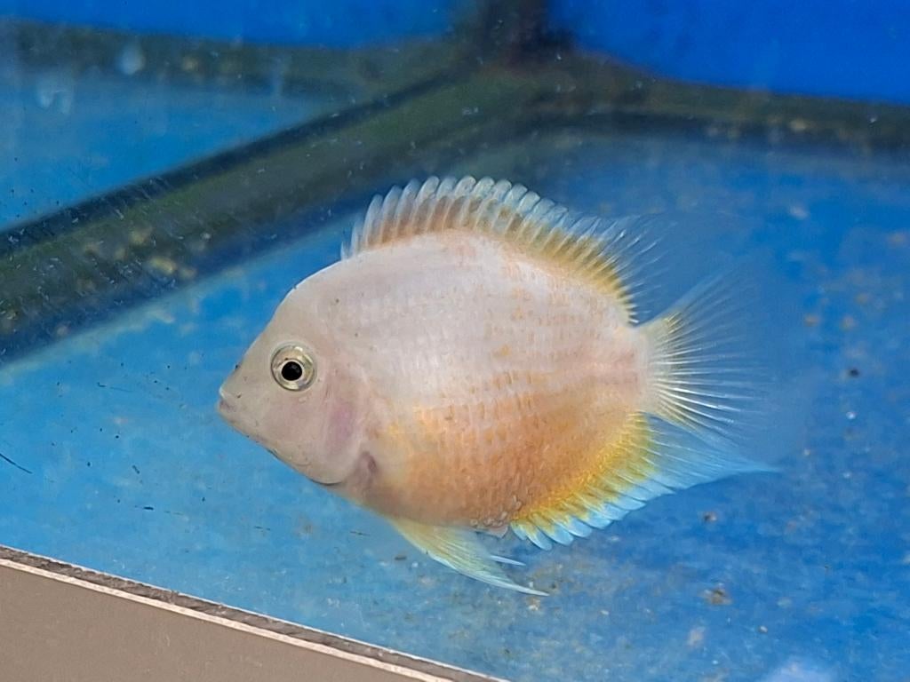 Platinum (spierwit) Amatitlania nigrofasciata cichlide, Dieren en Toebehoren, Vissen | Aquariumvissen, Zoetwatervis, Vis