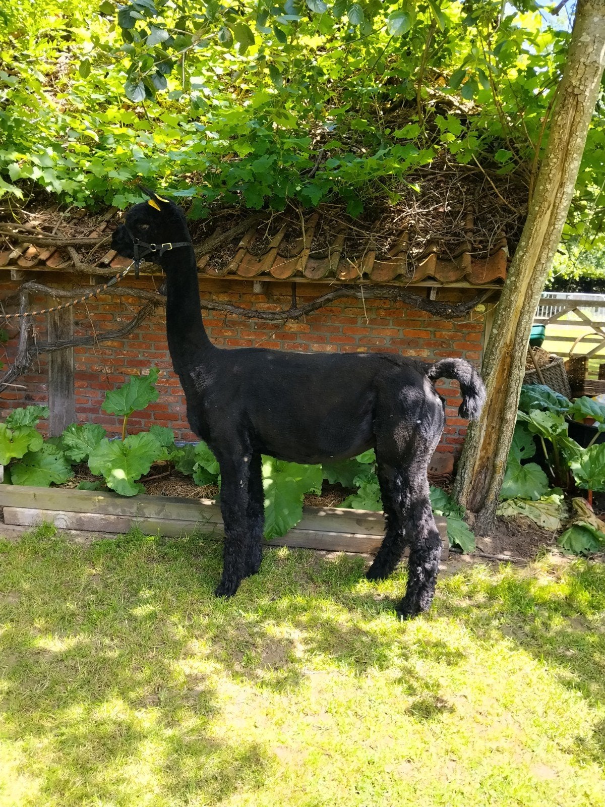 Juments et étalons alpaga., Animaux & Accessoires, Animaux Autre, Plusieurs animaux, Juin