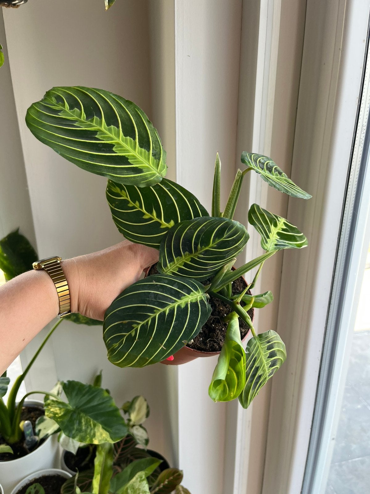 Maranta Lemon Lime, Ophalen of Verzenden
