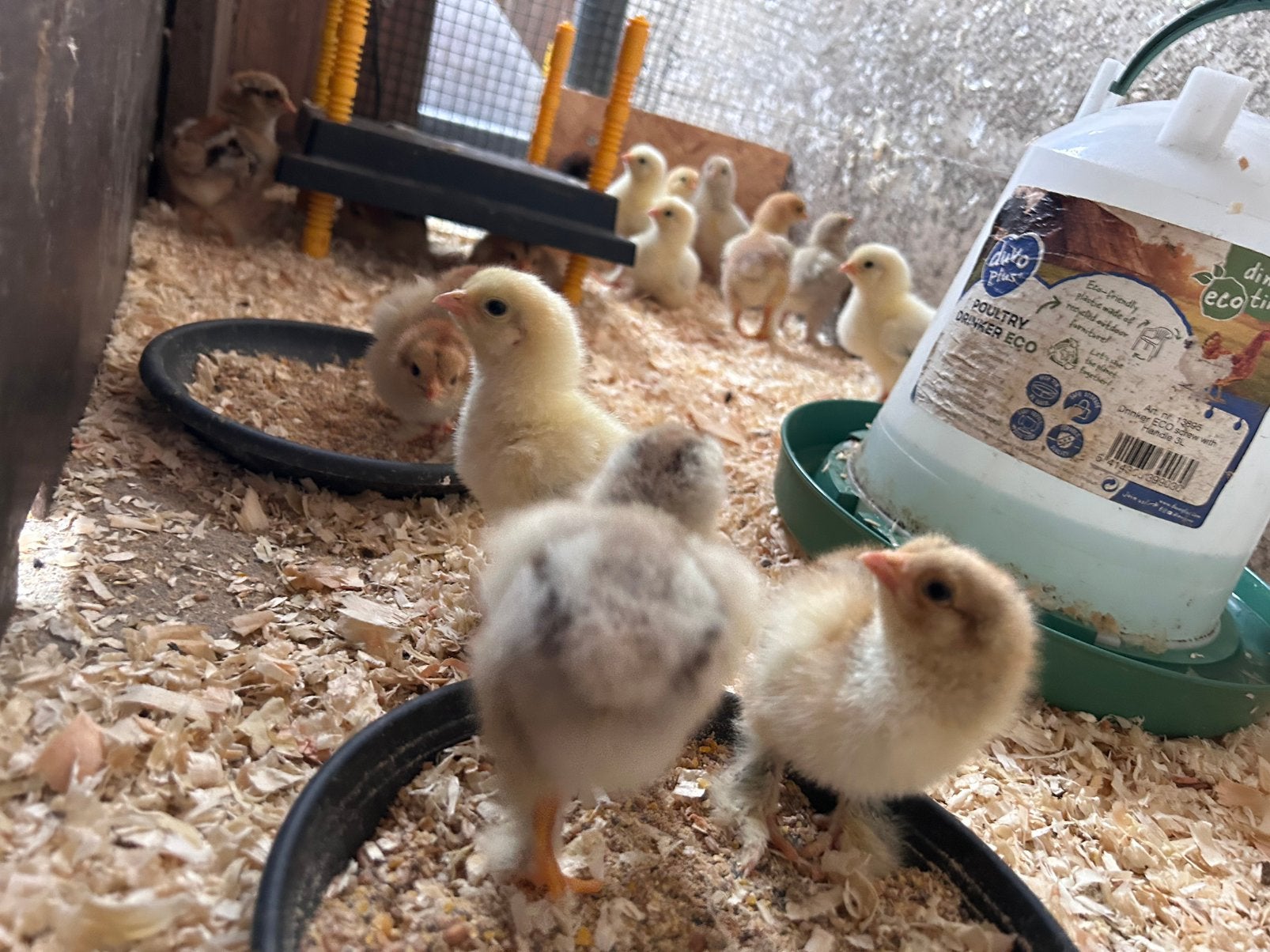 Poussins Brahma de différentes couleurs, Plusieurs animaux, Poule ou poulet