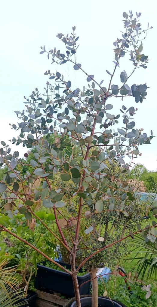Eucalyptus Azura, winterharde boom, Tuin en Terras, Ophalen