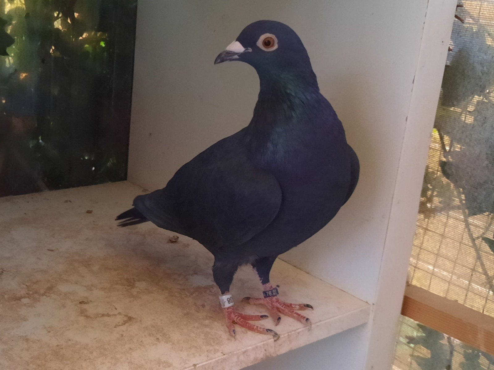 3 reisduiven vitesse, Dieren en Toebehoren, Postduif