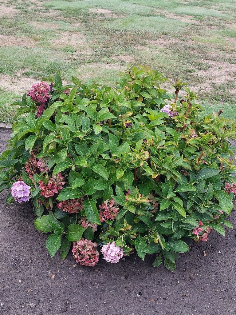 boerenhortensia, Tuin en Terras, Vaste plant, Halfschaduw, Zomer, Ophalen