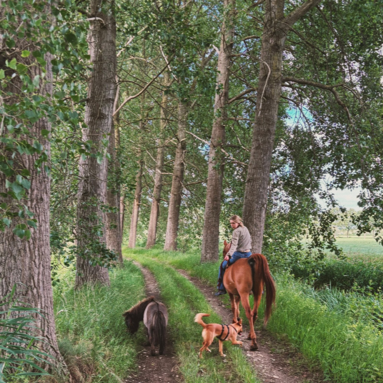 Verzorgpaard/halve stal gezocht