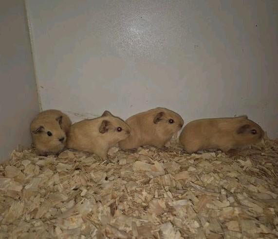2 jonge creme gladhaar ttd broertjes, Dieren en Toebehoren, Cavia, April, Mannelijk, Tam