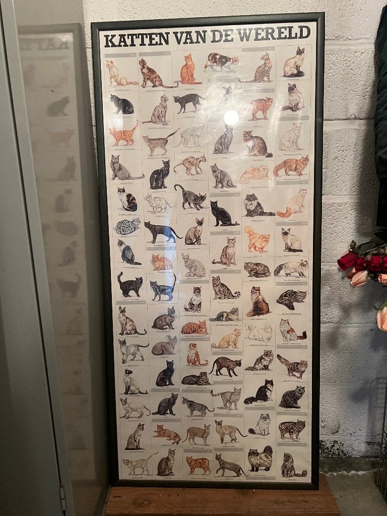 katten van de wereld poster ingekaderd, Overige stijlen, Ophalen, Gebruikt