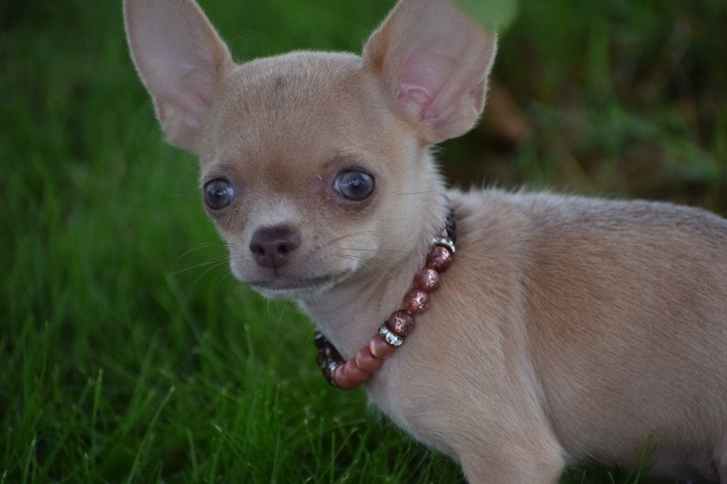 Chihuahua pups nieuwe nestjes, 15 weken tot 1 jaar, Buitenland, CDV (hondenziekte), Meerdere