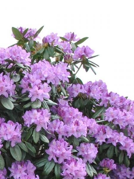 Rhododendrons, Enlèvement, Rhododendron, Arbuste