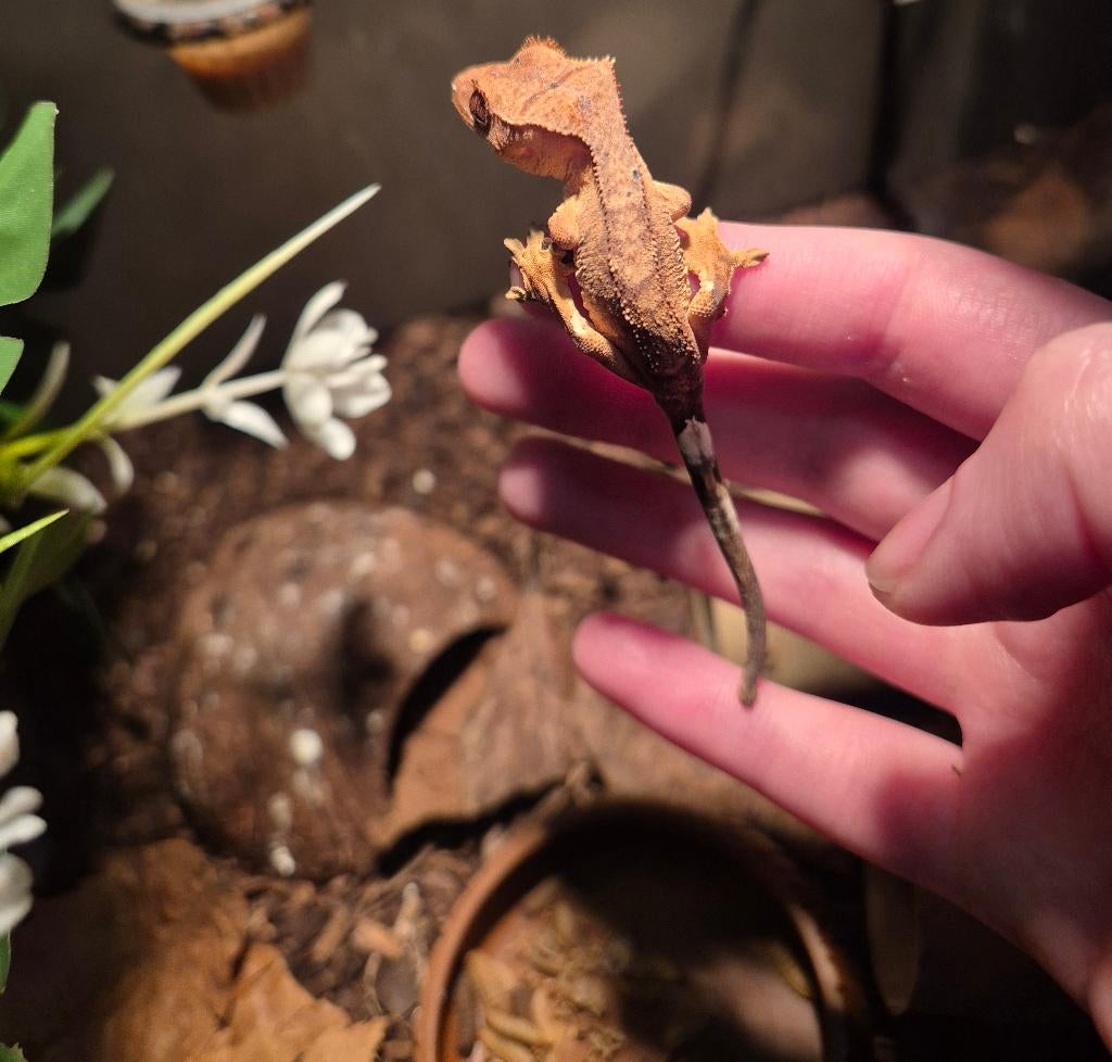 Gecko pour cils, Lézard, Domestique, 0 à 2 ans
