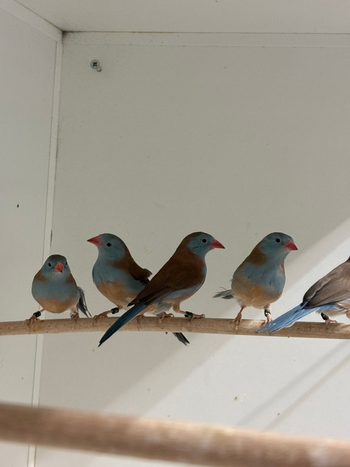 Blauwkop blauwfazanten, Geringd