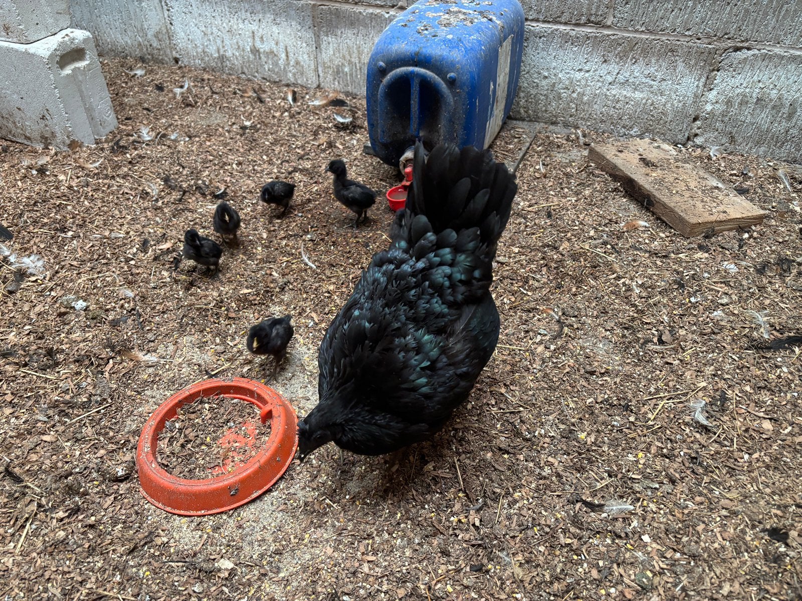 Hen met 8 kuikens, Dieren en Toebehoren, Pluimvee, Kip