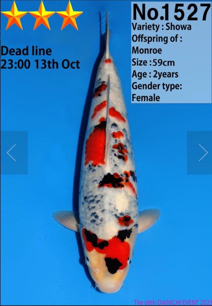 Japanse Koi - einde hobby