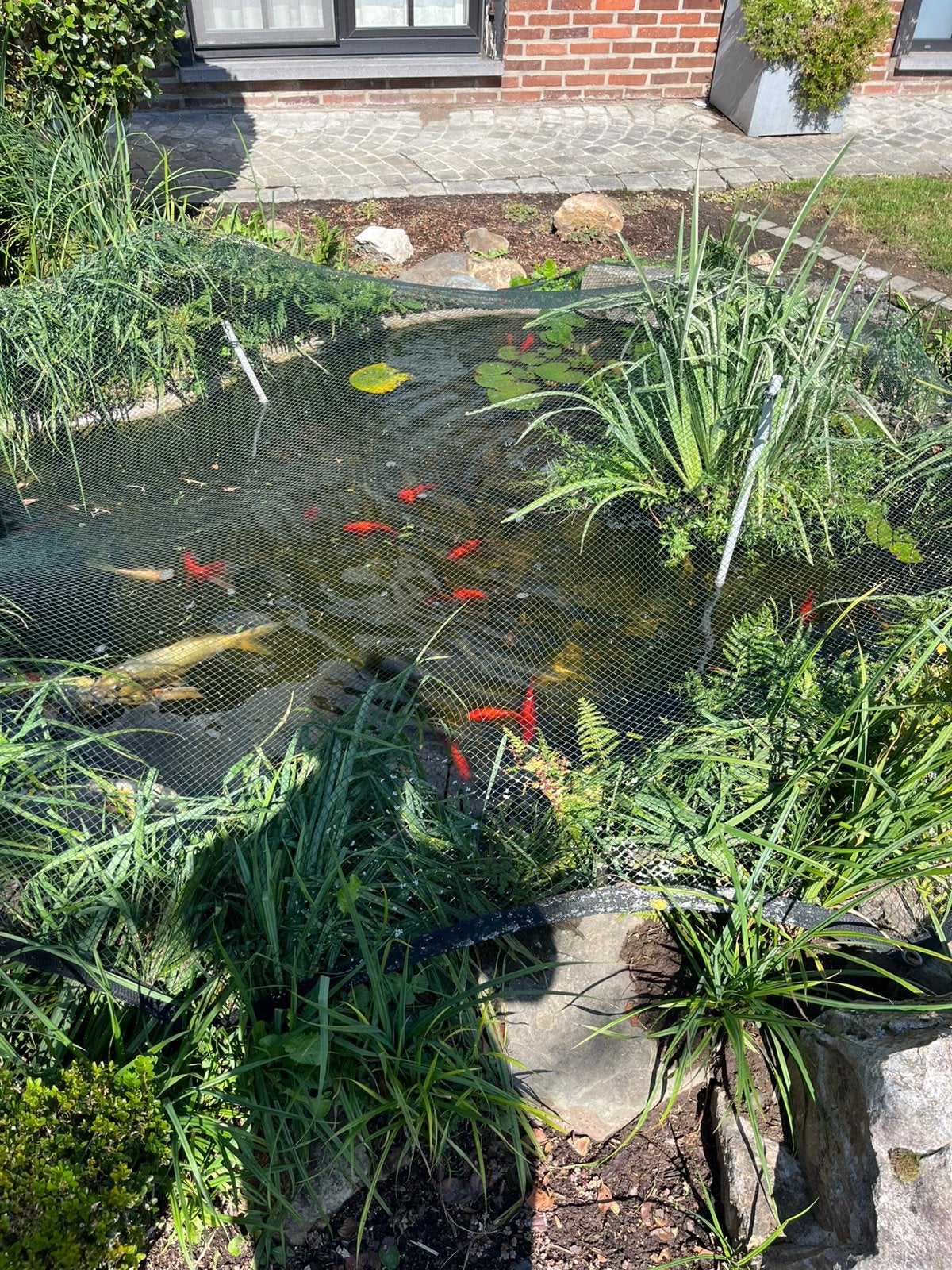 Poisson rouge, Enlèvement, Comme neuf