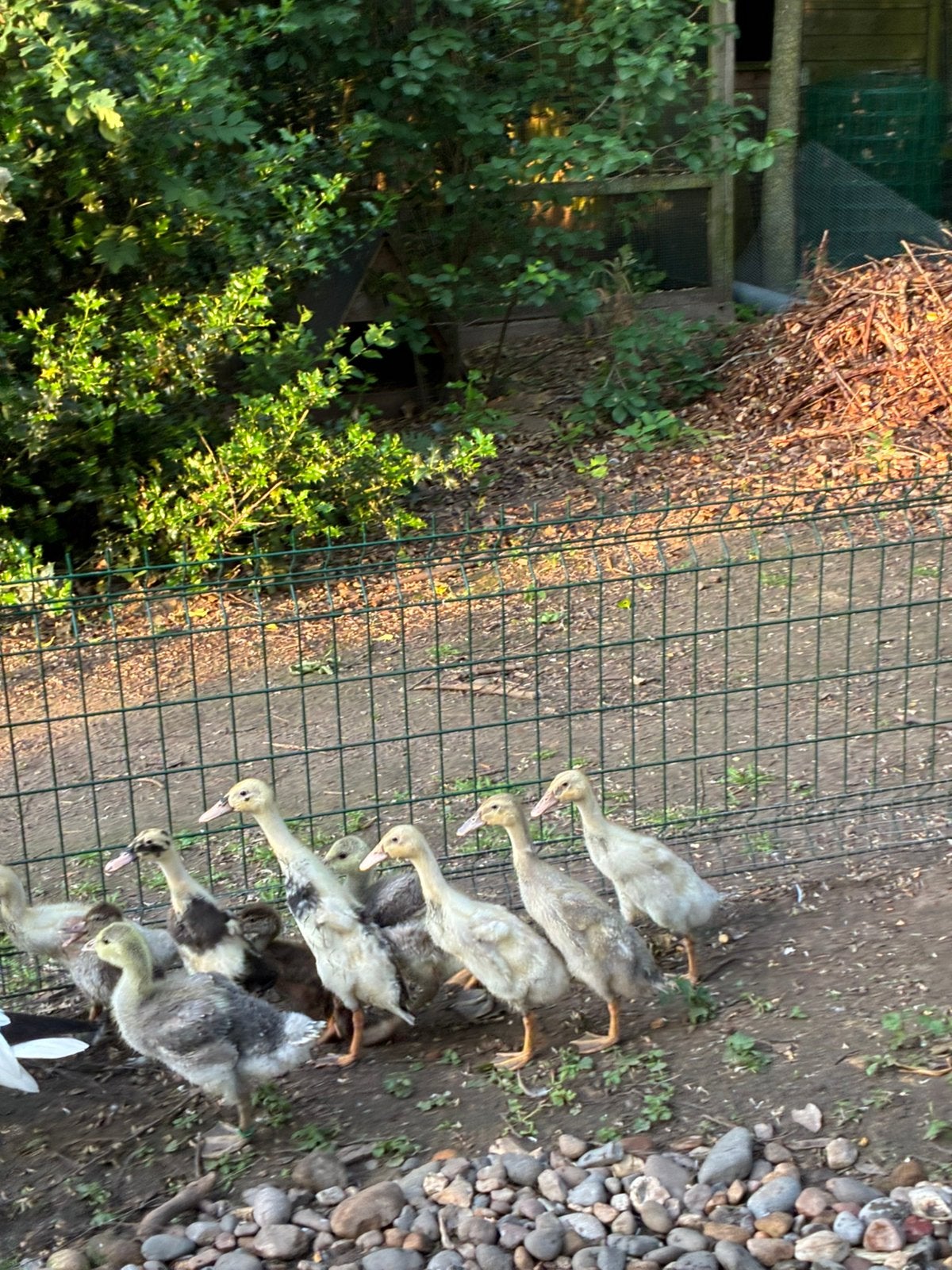 Nestje van 5 loopeendje, Dieren en Toebehoren