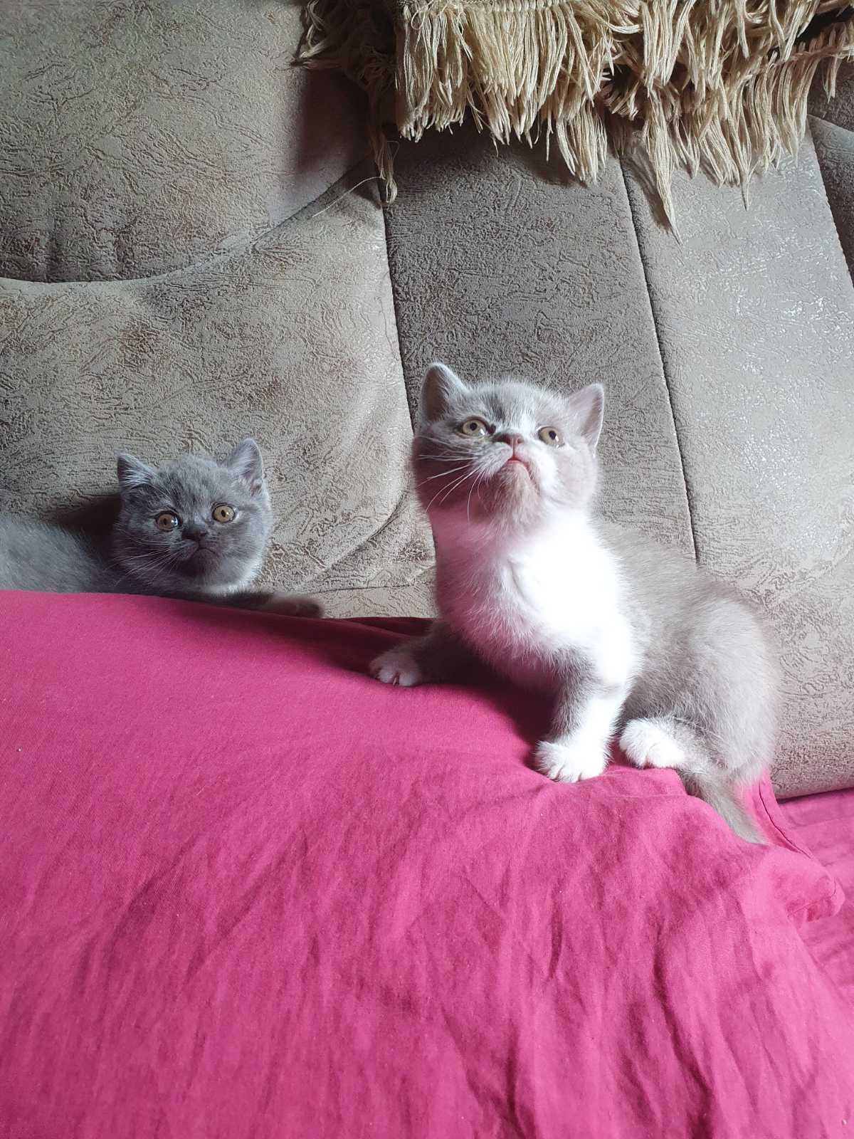 Britse korthaar kittens, Meerdere dieren, Gechipt, 0 tot 2 jaar