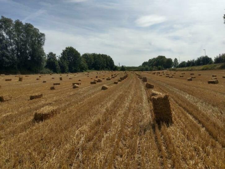 Kleine balen stro, Dieren en Toebehoren, Dierenvoeding, Ophalen
