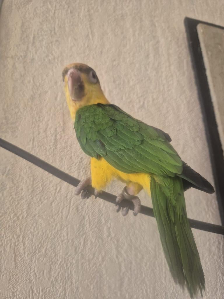 Handtamme  roestkopcaique   pop, Vrouwelijk, Papegaai, Geringd