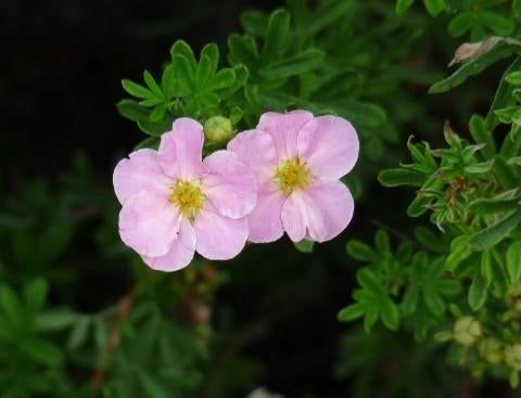 Potentilla frut.  "blink" of  "princess"  (struikganzerik), Jardin & Terrasse, Plantes | Arbustes & Haies, Enlèvement, Autres espèces