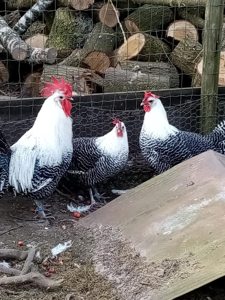 Broedeieren zilverbrakel en lakenvelder