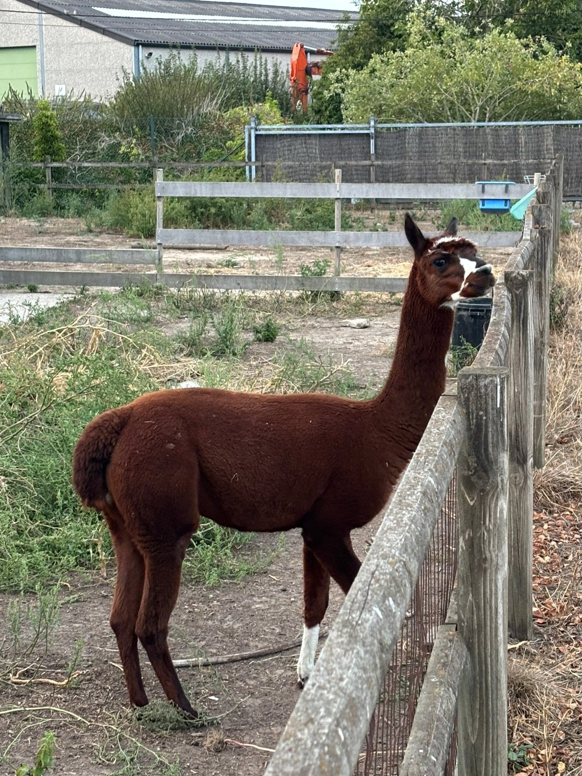 Alpaca hengst, Juin, Mâle