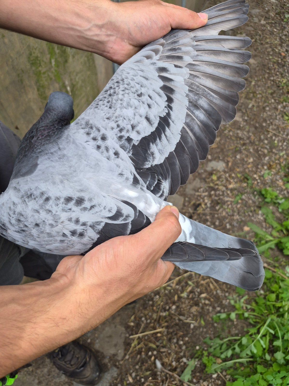 Koppel reisduiven, Dieren en Toebehoren, Vogels | Duiven, Meerdere dieren, Postduif