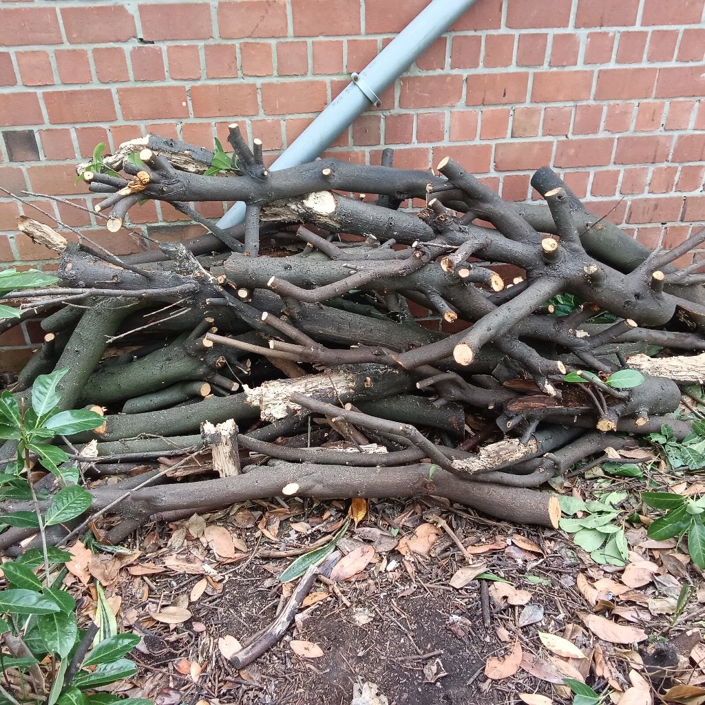 Esdoorn en paplaurier hout....GRATIS AFHALEN, Jardin & Terrasse, Enlèvement, Neuf