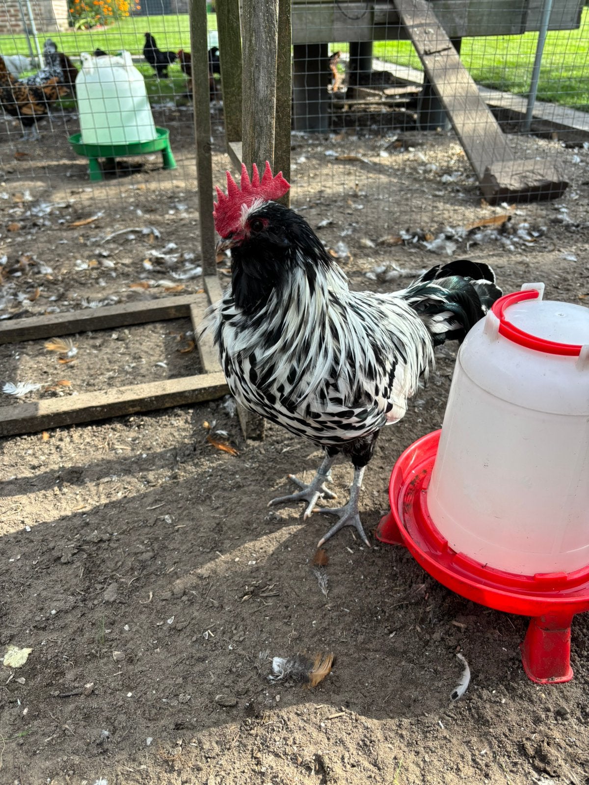 Trio Thuringer baardkriel kleur zilver zwartgetoept, Plusieurs animaux, Poule ou poulet