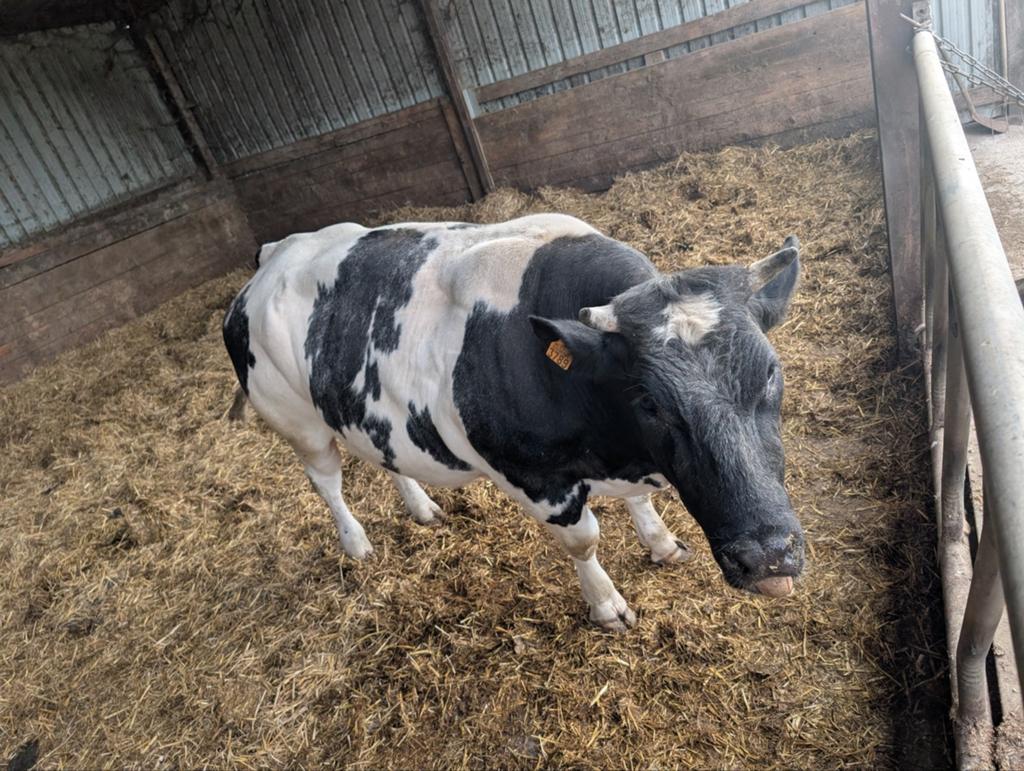BELGISCH WIT BLAUW EINDEDRACHT KOE TE KOOP, Dieren en Toebehoren, Runderen, Vrouwelijk, 0 tot 2 jaar
