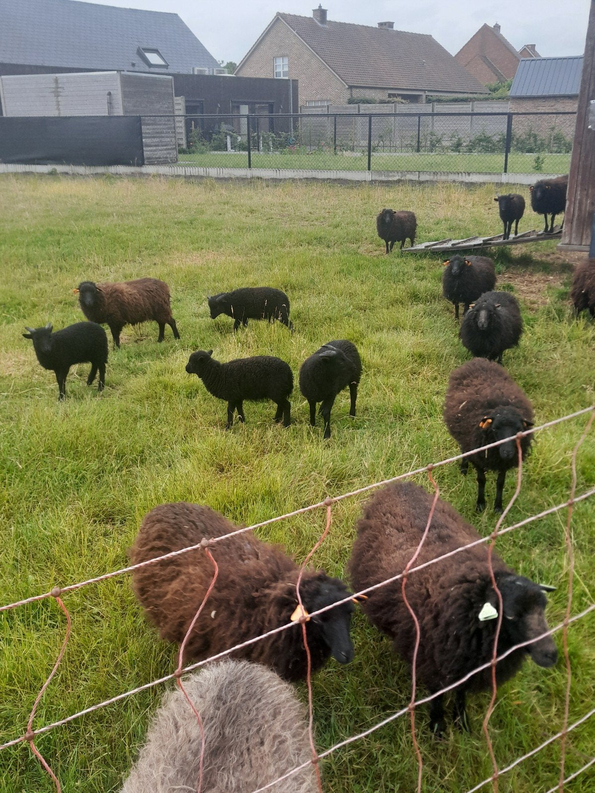ouessant stamboek ooien, Dieren en Toebehoren, Vrouwelijk, Schaap