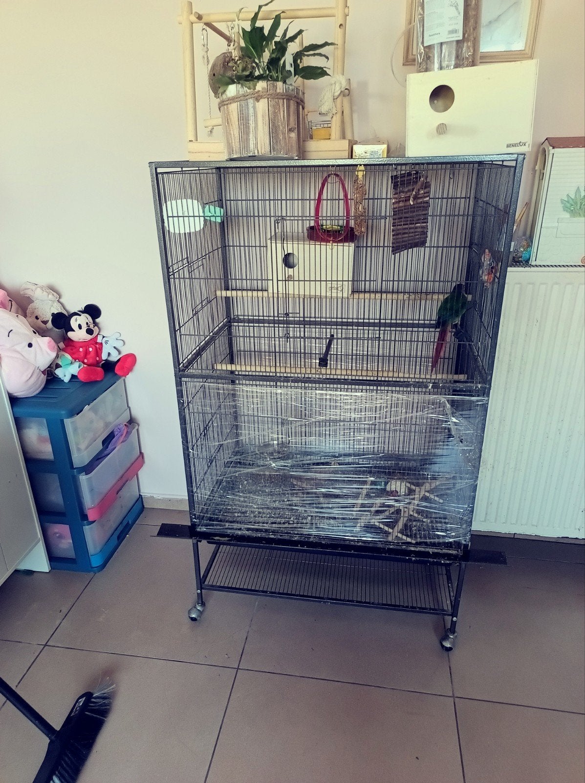handtamme pyrrhura vrouwlijk,, Vrouwelijk, Dwergpapegaai of Agapornis, Tam
