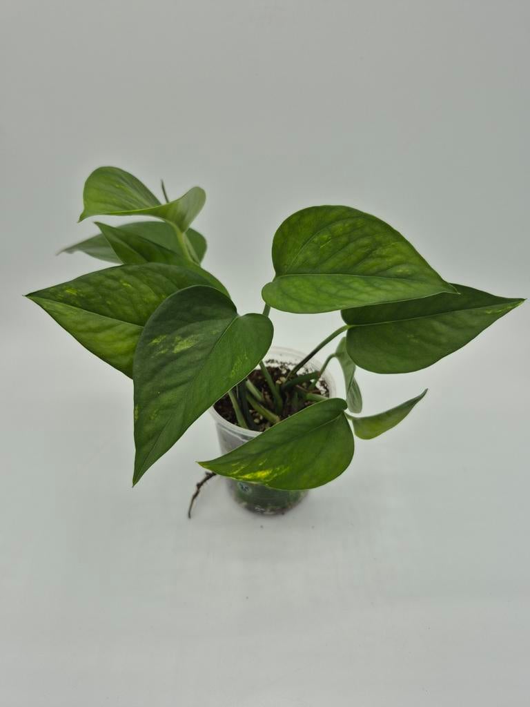 Epipremnum drakenklimop, Huis en Inrichting, Kamerplanten, Ophalen of Verzenden