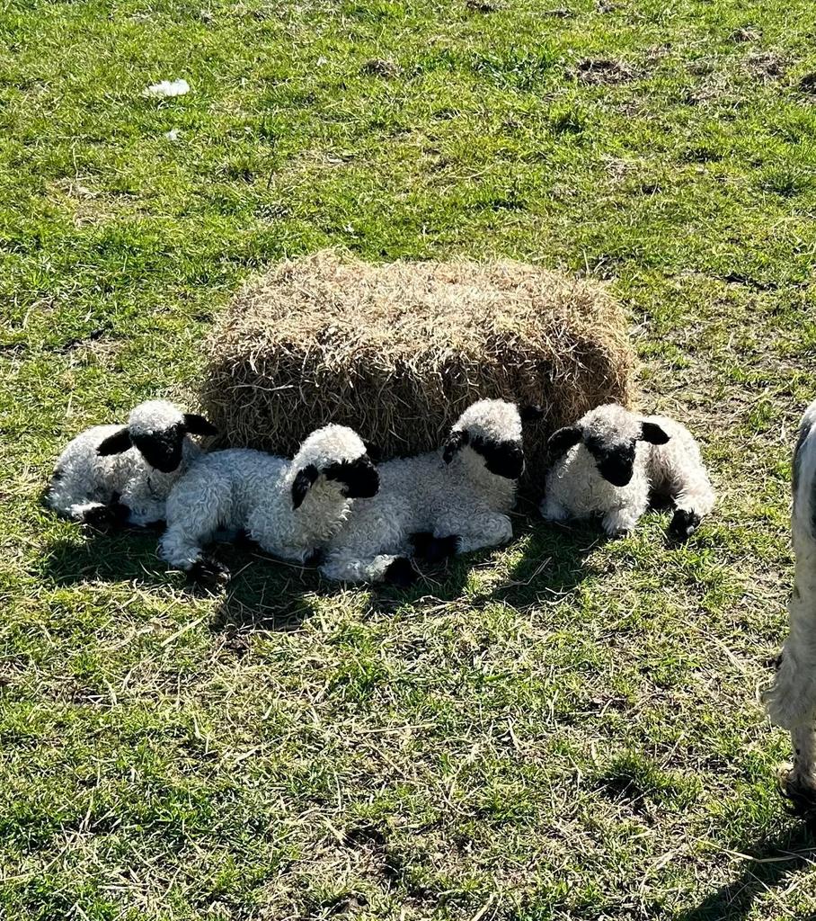 Walliser schwarznase ramlammen