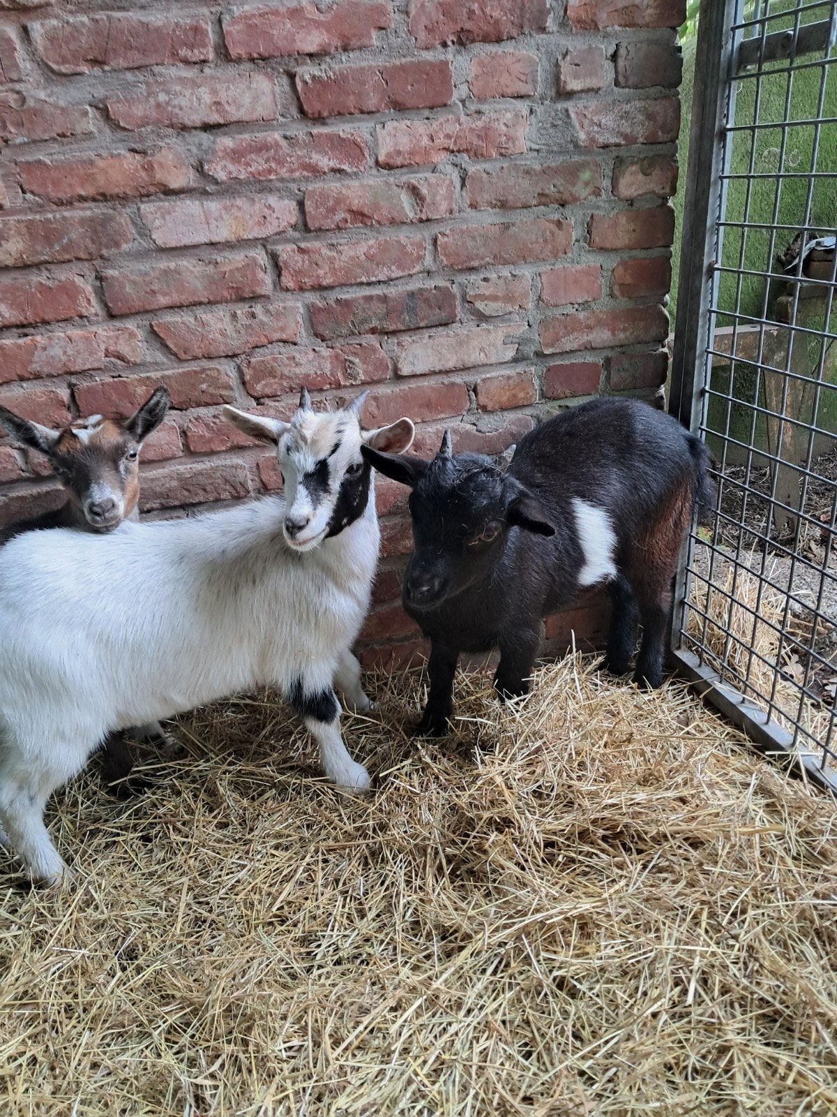 jonge dwerggeitjes miekes