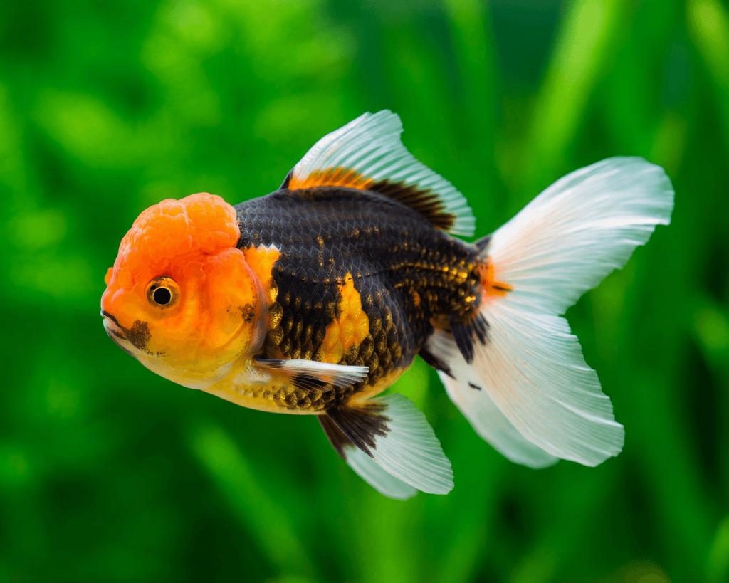 RÉCUPÈRE /!\, Enlèvement ou Envoi, Utilisé, Aquarium d'eau douce rempli