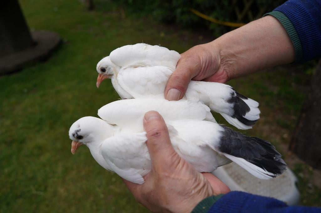 koppel jonge pauwstaartjes met zwarte accenten, Dieren en Toebehoren, Meerdere dieren, Overige soorten
