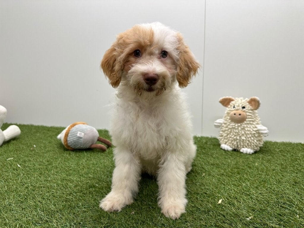 Chiot Cavapoo (F1), Maladie de Carré (chiens), Chienne, Belgique, Un chien