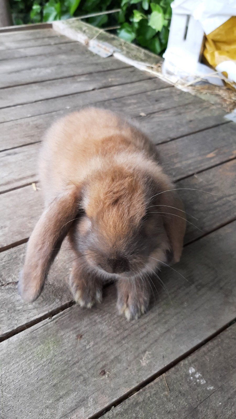 Franse hangoor, Dieren en Toebehoren, Konijnen, Vrouwelijk, Groot, Hangoor, 0 tot 2 jaar