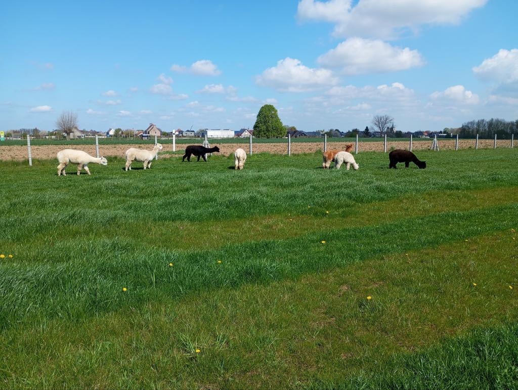 A vendre toison d'alpagas, Avril, Plusieurs animaux