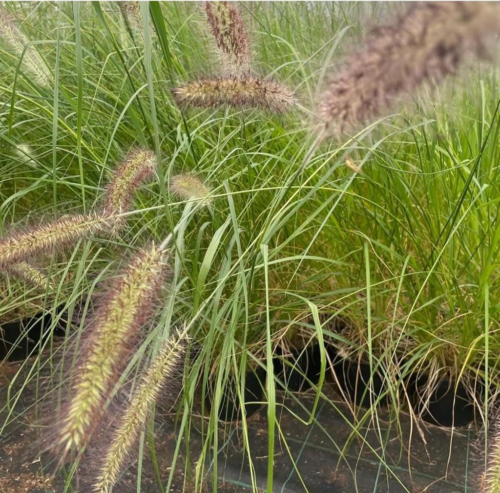 ‼️siergrassen aan promoprijzen ‼️, Tuin en Terras, Ophalen, Siergrassen