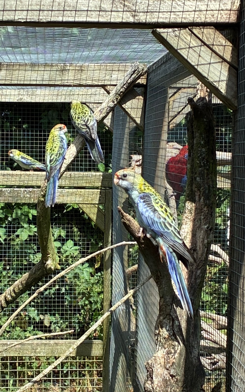 Bleekkoprosellas, Meerdere dieren, Parkiet, Geringd