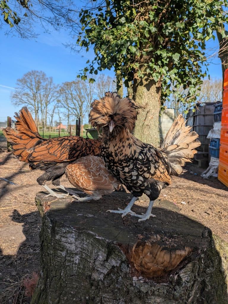 Padua sierkippen, Tickets & Billets, Loisirs | Jardins zoologiques
