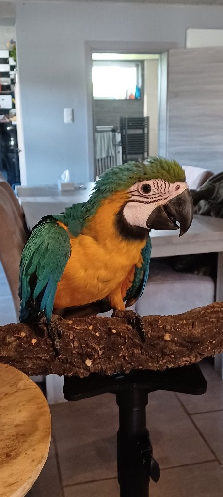 Tamme baby blauwgele ara, Dieren en Toebehoren, Vogels | Parkieten en Papegaaien, Vrouwelijk, Papegaai, Tam