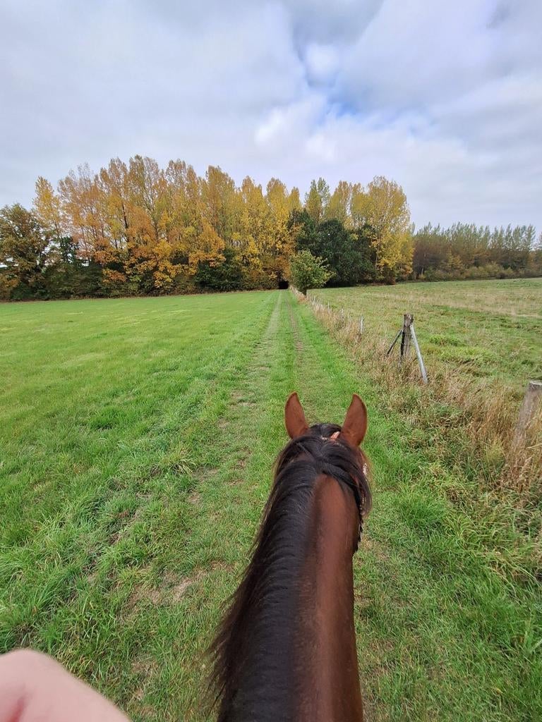 Wandelmaatje, Animaux & Accessoires, Poneys, Jument