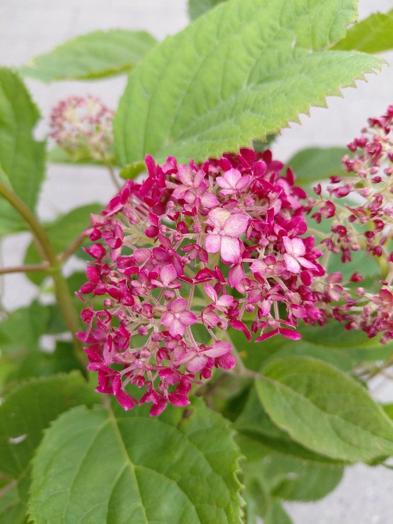Hydrangea Ruby Annabelle, Ophalen, Halfschaduw