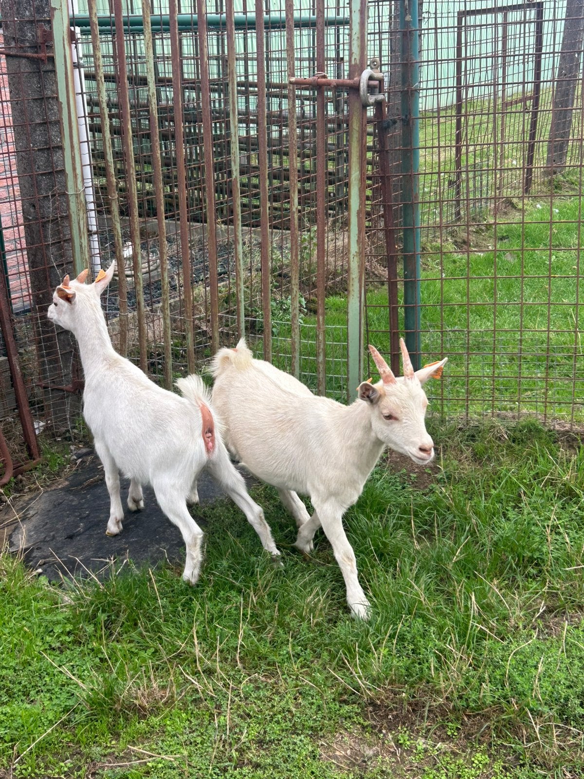 2 zeer mooie berggeiten miekes, Dieren en Toebehoren, Vrouwelijk, Geit
