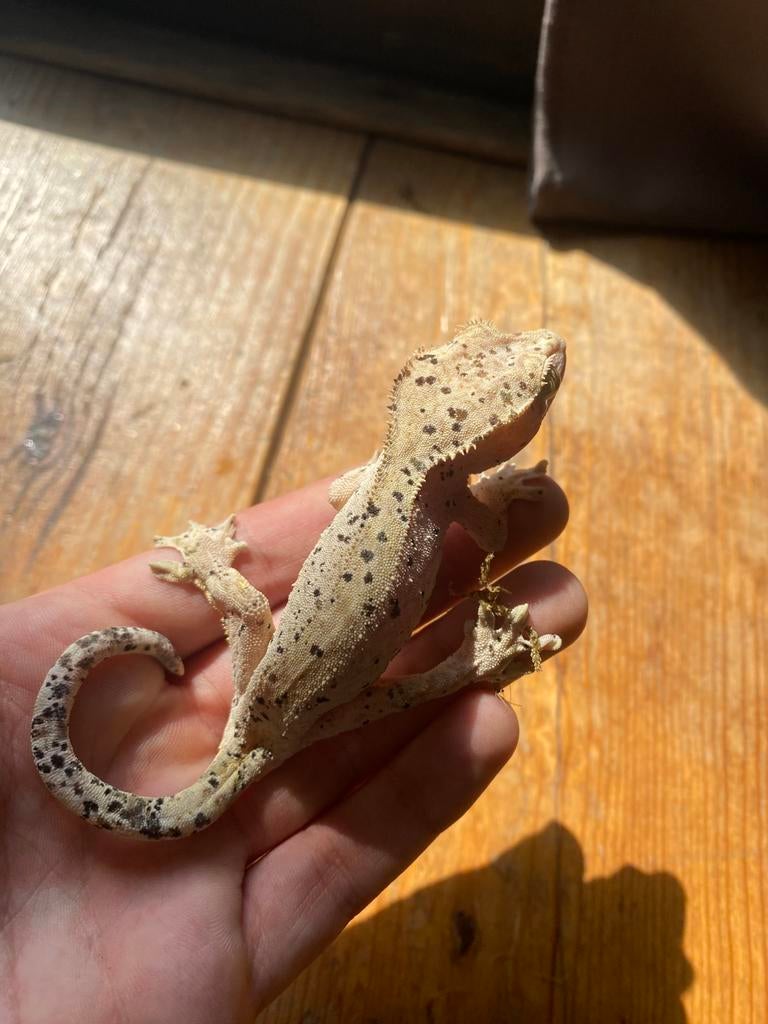 Volwassen vrouwelijke wimpergekko (Dalmatian pattern), Dieren en Toebehoren, Hagedis, Tam, 3 tot 6 jaar