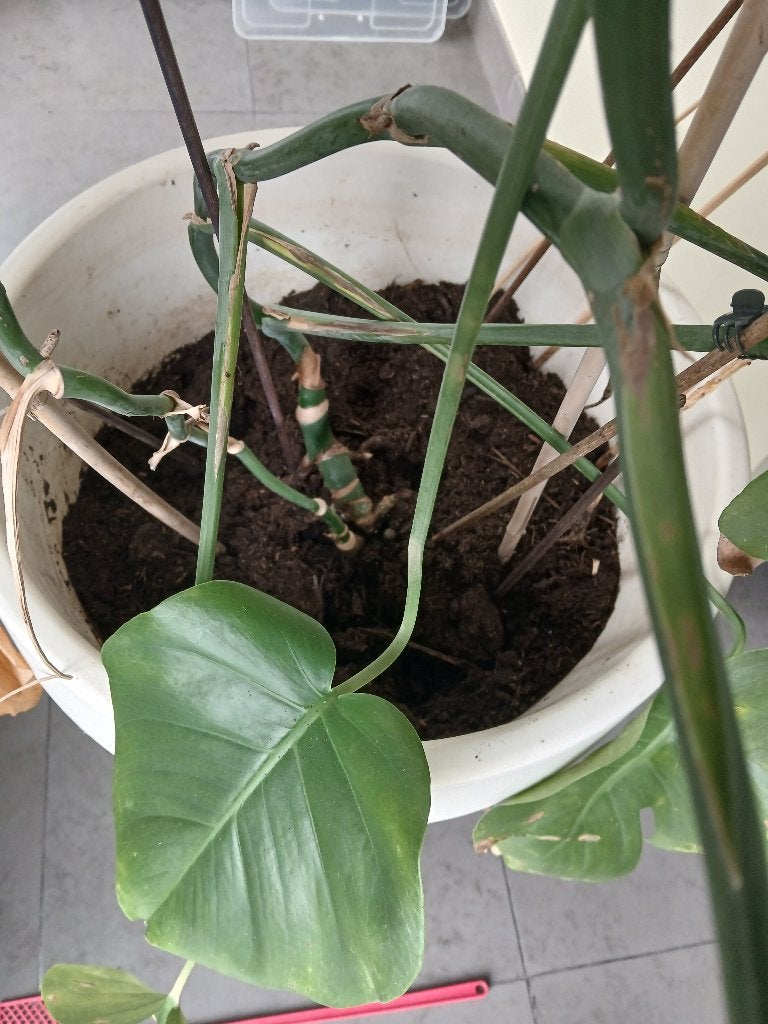 Gratis kamerplant, Huis en Inrichting, Kamerplanten, Ophalen, Overige soorten